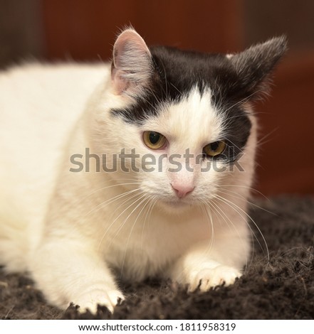 white with black spots on the face of a cat close-up