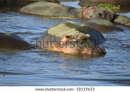 Hippopotamus, Ngorongoro Crater, Tanzania
