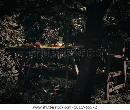 Picture of a "lost place" in late summer behind an apple tree (heavily color graded)