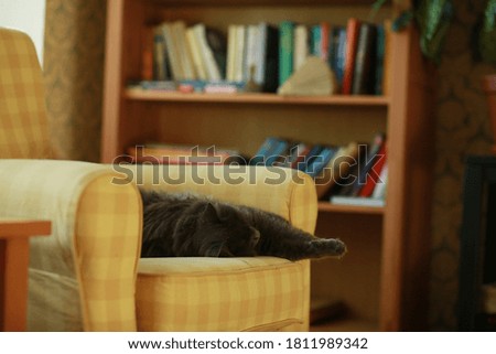 A gray cat sleeps on an armchair in a cozy living room, next to a floor lamp and a bookcase. Image with selective focus