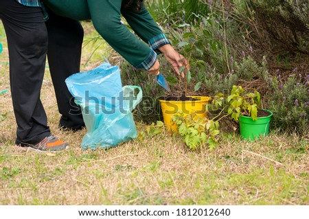 woman with no visible face planting a plant in a pot in a garden with lavenders and lots of green