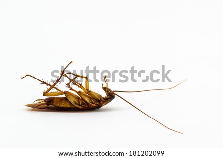 Dead cockroach isolated on a white background. 