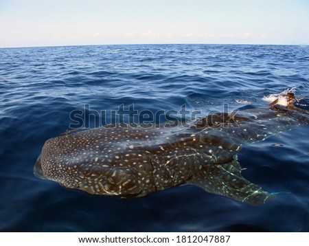Whale shark on the surface in Isla Mujeres - Mexico                               