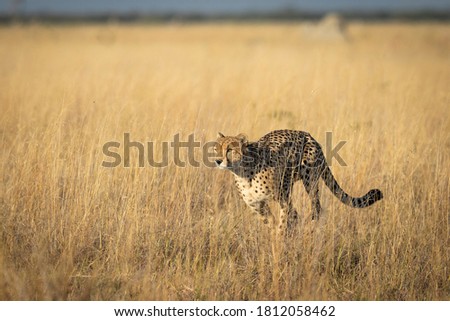 Cheetah running in yellow grass in Savuti Reserve in Botswana