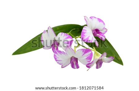 beautiful dendrobium orchid flowers isolated on white background