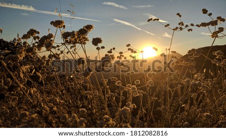 Sun setting behind the hillside with wild flowers in the foreground sunset