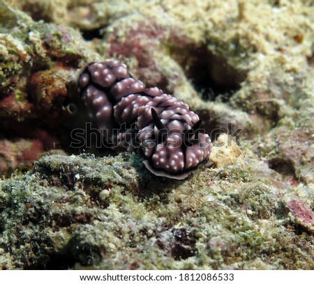 Front view of a Phyllidiella pustulosa nudibranch on corals Cebu Philippines                          