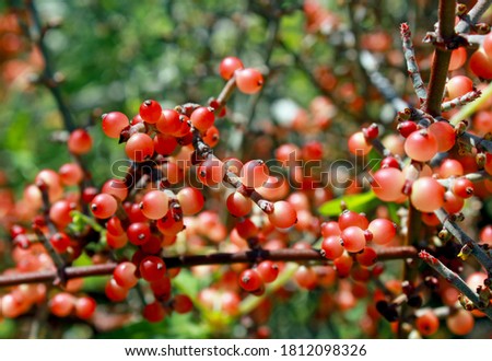 Red fruits of the desert mistletoe at anza borrego desert state park.