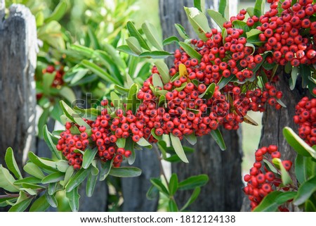 Close up photo with shallow depth of field of a decorative plant with red berries and green leaves hanging over an old wooden fence.