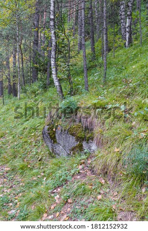 Colorful autumn in a mountain forest park. Green moss on the stone.