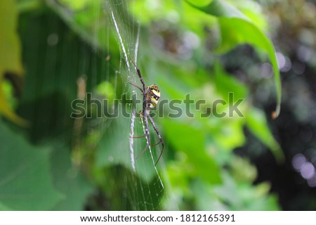 beatyfull spider,Spider siting on the net,spider in asia