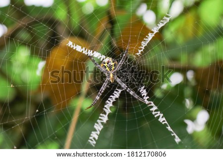 beatyfull spider,Spider siting on the net,spider in asia