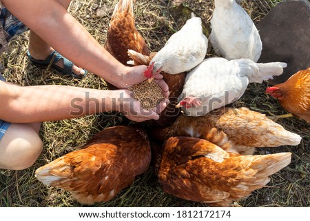 The farmer hand-feeds his hens with grain. Natural organic farming concept Royalty-Free Stock Photo #1812172174