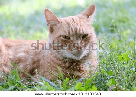 Ginger cat in green grass