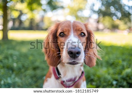 Cute adorable welsh springer spaniel dog breed, looking. Healthy action puppy.