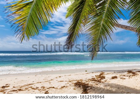Exotic beach with palm trees and turquoise sea in Caribbean island. Summer vacation and tropical beach concept.  