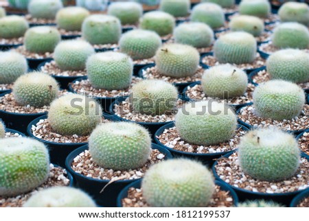 Many beautiful colored cactus gardens