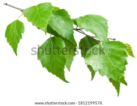 Green birch branch on white background. Symbol of birch tree which is widely used in manufacturing; medicine, cosmetology and food processing. Royalty-Free Stock Photo #1812199576