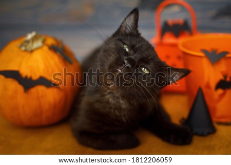 Happy Halloween. Black tricky cat and pumpkin with bats on dark wooden background. Black emotional kitten posing at holidays decorations, celebrating halloween at home