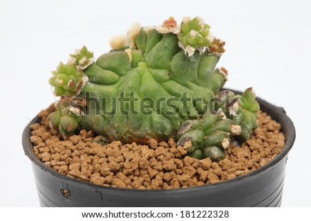 Close up of gymnocalycium cactus in a pot.