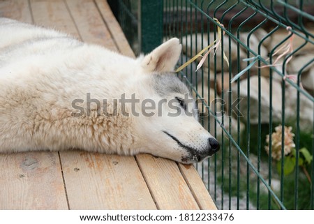 Siberian Husky dogs posing for the camera