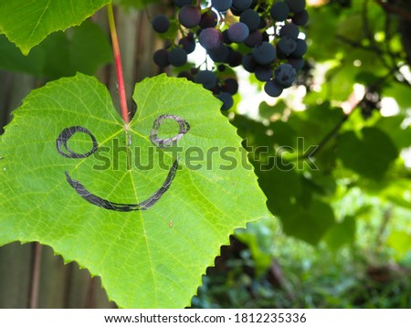 the leaves of the grapes. the smile is drawn on a piece of paper. ripening grapes