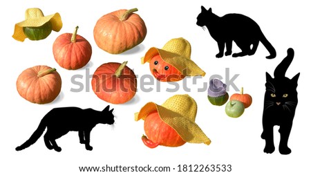 Set of nine pumpkins and a silhouette of a 3 black cat isolated on a white background, attributes for Halloween, Jack lamp material         