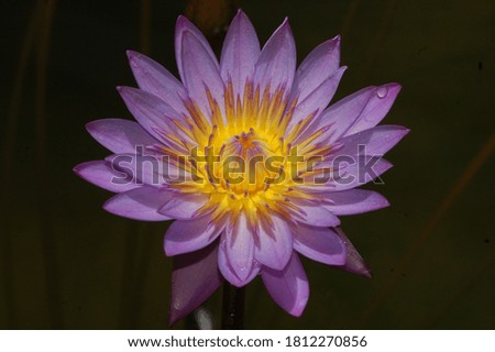 nil mane flower closeup picture violate colour flower photography