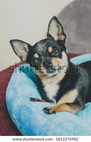 Portrait of a cute chihuahua looking at camera. Blurry background. Chihuahua at home looks into the camera. Indoor dog, pet