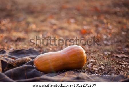 Orange pumpkin on a plaid in the forest. Autumn picnic. Nature backgrounds.