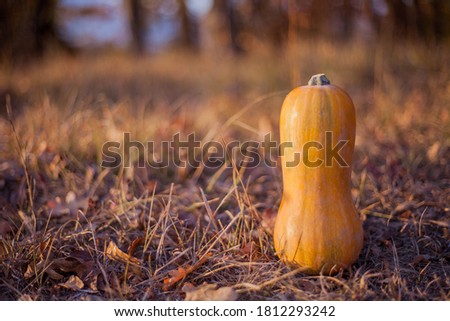 Orange pumpkin in the forest. Autumn picnic. Nature backgrounds.