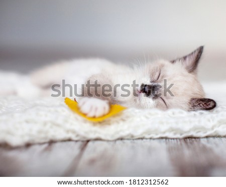 Kitten sleep on knitted plaid. Little cut cat at home. Autumn, fall