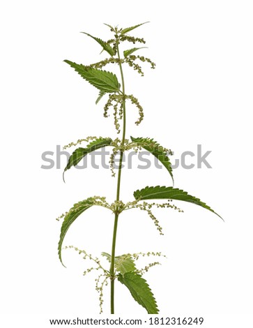 Nettle plant with leaves and stem isolated on white background