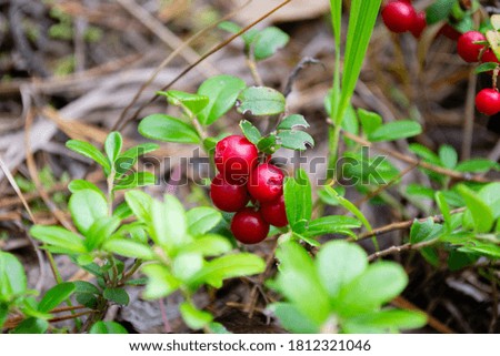 
Cranberries growing on a forest bush