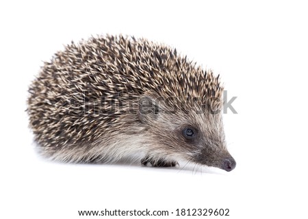 A small hedgehog isolated on a white background.