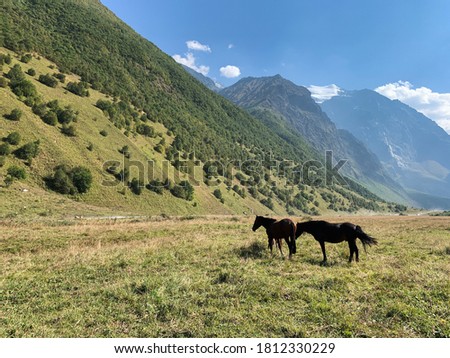 horses on the valley of the mountains