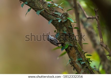 A beautiful himalayan bird sitting in a branch  