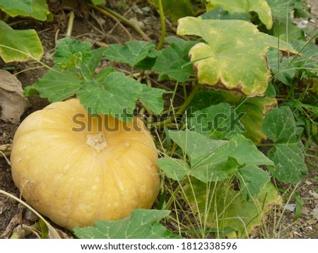 This is a picture of a yellow ripe pumpkin.