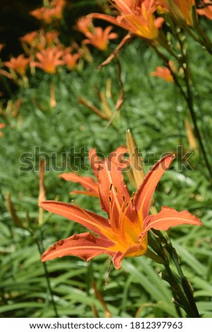 Blooming Orange Tiger Lily on green foliage background