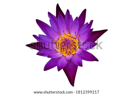 Purple lotus flower on a white background                         