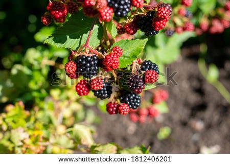 Close-up image of blackberry bush with red and black berries in the season Royalty-Free Stock Photo #1812406201