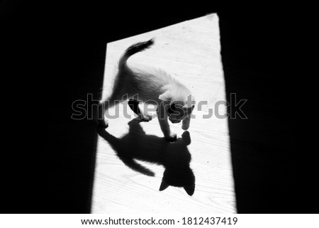 Tiny kitten and its shadow, artistic black and white photo