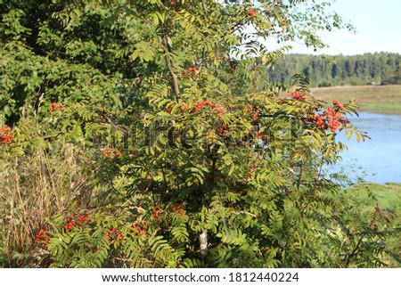 Red rowan berries on the river bank on a summer morning
