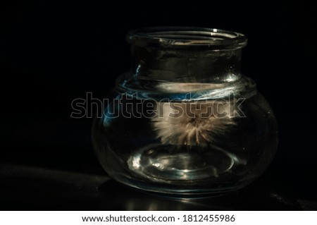 
glass jar with a flower on a black background. minimalism concept