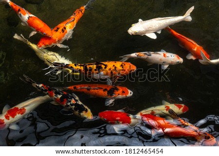 Blurred picture of colorful carp fish, koi fish swimming in ponds.