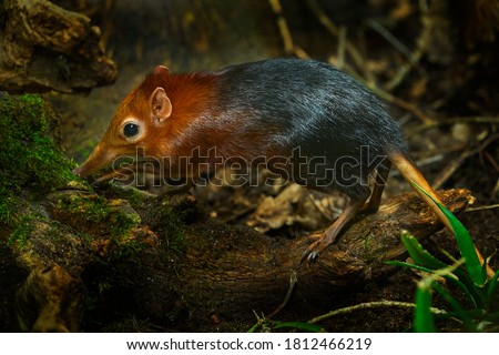Black and rufous elephant shrew, Rhynchocyon petersi, small cute animal with long muzzle and long bare tail. Sengi in the nature forest habitat, Tanzania in Africa. Little mammal, wildlife Africa.  Royalty-Free Stock Photo #1812466219