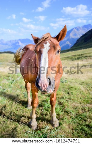 Horse in a meadow in the mountain valley. Mountains landscape in summer.Pyrenees.Spain