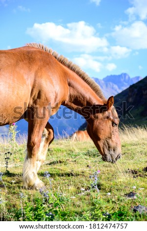 Horse grazing in a meadow in the mountain valley. Mountains landscape in summer.Pyrenees.Spain