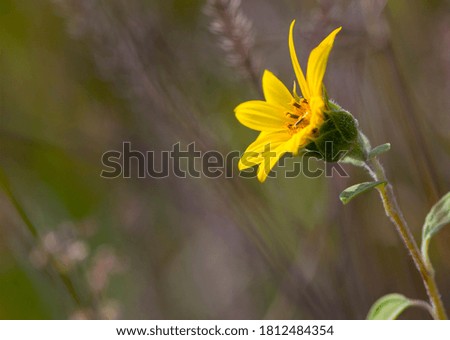 small sunflower flower. delicate yellow wildflower. spring flower, in the field. close-up, summer or autumn background. nature, flower on a light blurred background, space for text