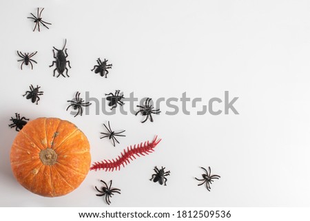 Flat halloween background with pumpkin, spiders and bats on a white background. Copy space for text. Festive concept.
